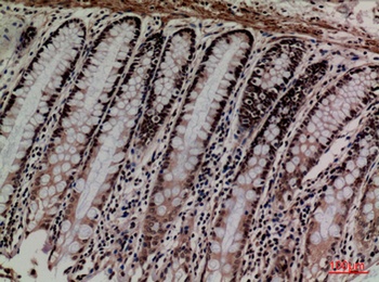 MCM3 rabbit pAb Antibody