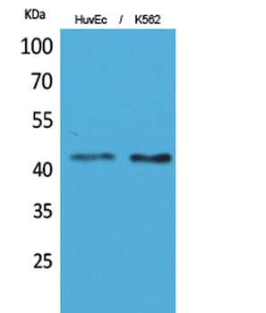 Layilin rabbit pAb Antibody