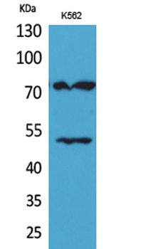 HDC rabbit pAb Antibody