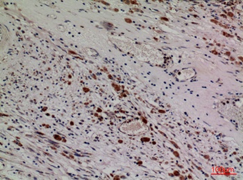 HDC rabbit pAb Antibody