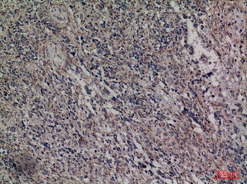 HDC rabbit pAb Antibody