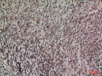 HDC rabbit pAb Antibody