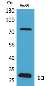 DCI rabbit pAb Antibody