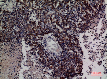 DCI rabbit pAb Antibody