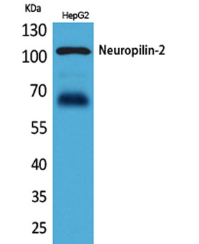 Neuropilin-2 rabbit pAb Antibody