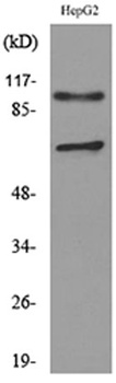 Neuropilin-2 rabbit pAb Antibody