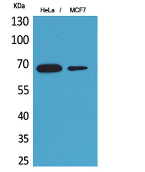 PEPCK-C rabbit pAb Antibody