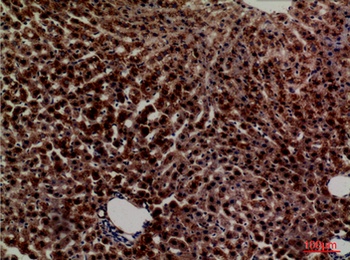 PEPCK-C rabbit pAb Antibody