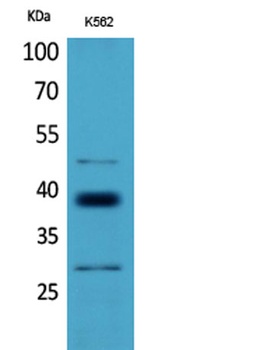 CD1D rabbit pAb Antibody