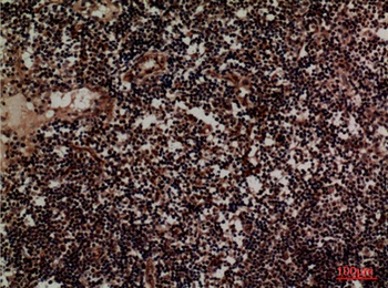 CD1D rabbit pAb Antibody