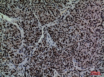 CD2 rabbit pAb Antibody