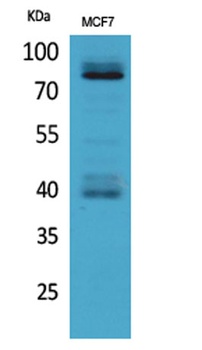 IL-1RI rabbit pAb Antibody