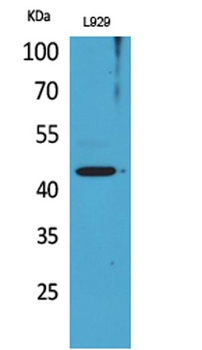 Siglec-5/14 rabbit pAb Antibody
