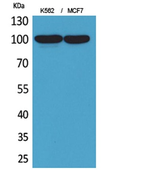 CD203c rabbit pAb Antibody