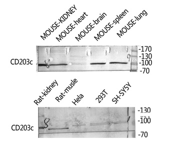 CD203c rabbit pAb Antibody