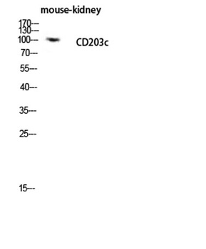 CD203c rabbit pAb Antibody