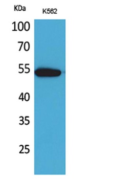 CD329 rabbit pAb Antibody