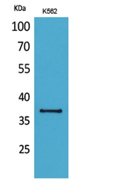 SLAM rabbit pAb Antibody