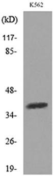 SLAM rabbit pAb Antibody