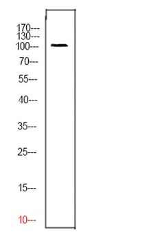 CD276 rabbit pAb Antibody