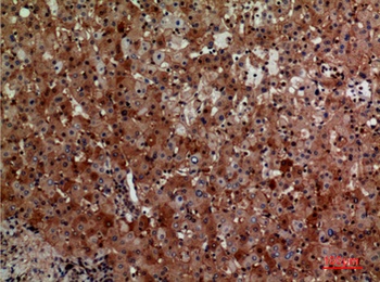 CD276 rabbit pAb Antibody
