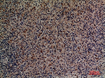 CD201 rabbit pAb Antibody