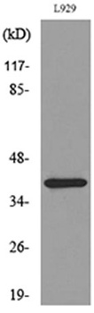 CKR-3 rabbit pAb