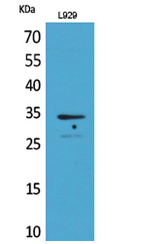 Osteoglycin rabbit pAb Antibody