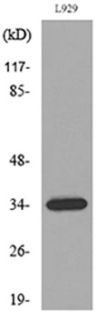 Osteoglycin rabbit pAb Antibody
