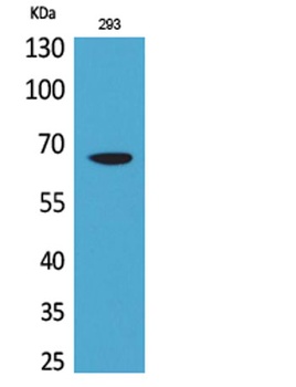 VGF rabbit pAb Antibody