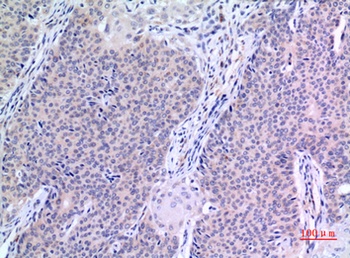 VGF rabbit pAb Antibody