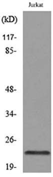 IFN-ε rabbit pAb Antibody