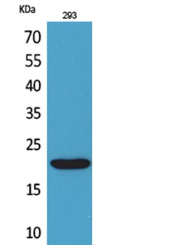 CMTM6 rabbit pAb Antibody