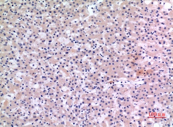 CMTM6 rabbit pAb Antibody