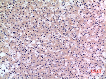 CMTM6 rabbit pAb Antibody