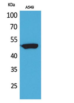 HNF-3α/β/γ rabbit pAb Antibody