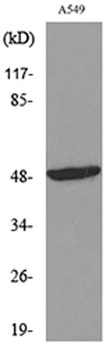 HNF-3α/β/γ rabbit pAb Antibody