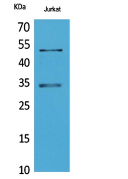MyoD rabbit pAb Antibody