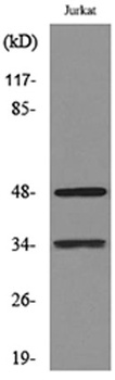 MyoD rabbit pAb Antibody