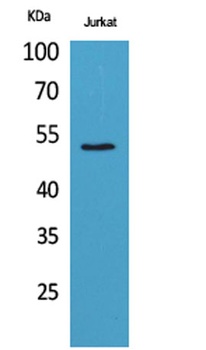 Tubulin α rabbit pAb Antibody