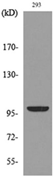 Autotaxin rabbit pAb Antibody
