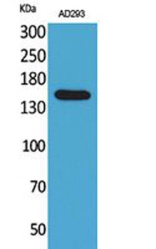 NTE rabbit pAb Antibody