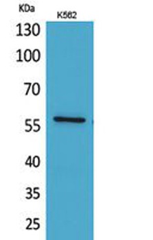Angptl1 rabbit pAb Antibody
