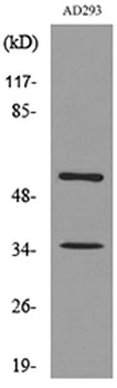 IFN-αR2 rabbit pAb