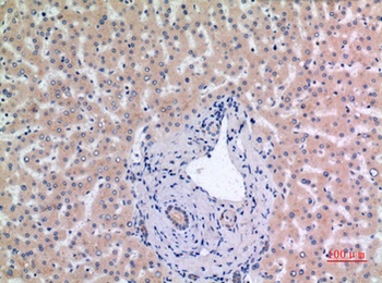 MCM7 rabbit pAb Antibody