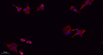 NTCP rabbit pAb Antibody