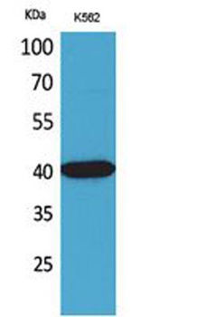 Connexin-40 rabbit pAb Antibody