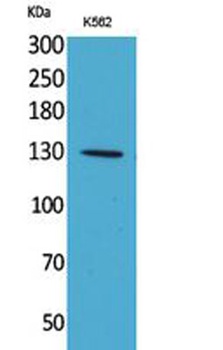 Apaf-1 rabbit pAb Antibody