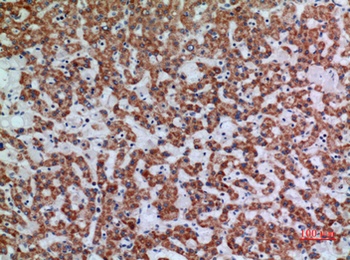 Apaf-1 rabbit pAb Antibody