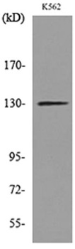 Apaf-1 rabbit pAb Antibody